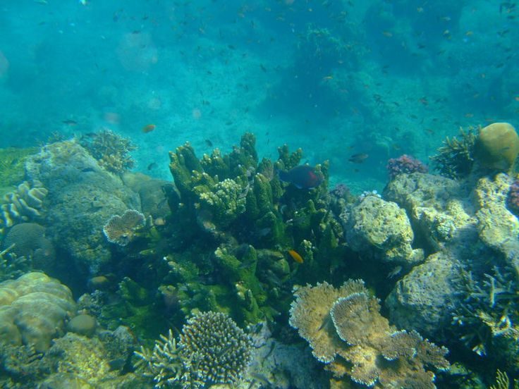 Snorkeling in Neil Island – Dive into the Underwater Paradise of Andaman